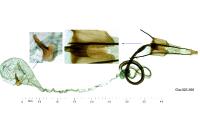 Coleophora oriolella