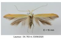 Coleophora flaviella