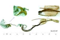 Coleophora flaviella