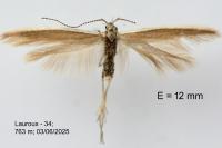 Coleophora albicostella
