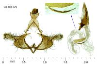 Coleophora deauratella