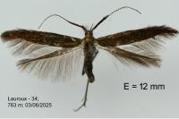 Coleophora variicornis