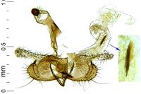 Coleophora variicornis
