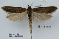 Prolita solutella