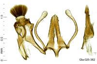 Prolita solutella