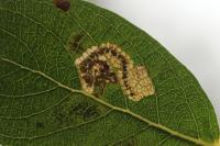 Stigmella salicis
