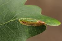 Phyllonorycter