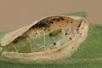 Phyllonorycter