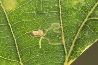 Stigmella atricapitella