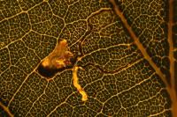 Stigmella atricapitella
