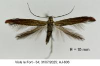 Coleophora alcyonipennella