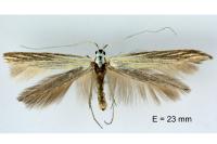 Coleophora ornatipennella