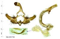 Coleophora ornatipennella