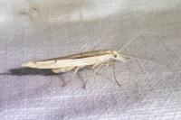 Ypsolopha mucronella