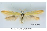 Coleophora vibicella