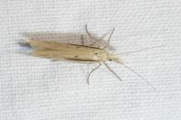 Ypsolopha mucronella