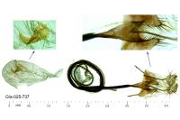 Coleophora vibicella