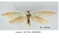 Coleophora paucinotella
