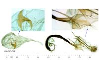 Coleophora paucinotella