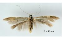 Coleophora graminicolella
