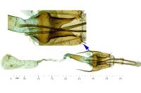 Coleophora graminicolella
