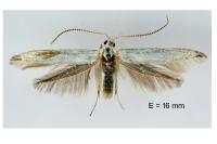 Coleophora kuehnella