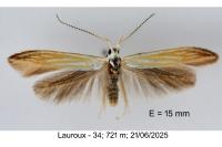 Coleophora currucipennella