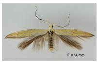 Coleophora oriolella
