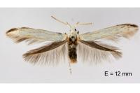 Coleophora ibipennella