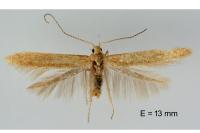 Coleophora lutipennella
