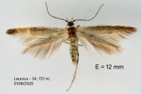 Coleophora medelichensis