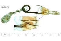 Coleophora medelichensis