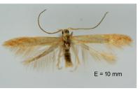 Coleophora flavipennella