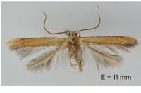 Batrachedra confusella