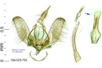 Batrachedra confusella