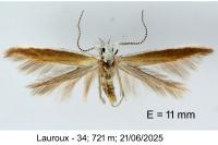 Coleophora sisteronica