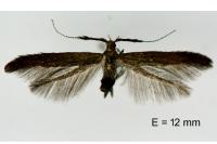 Coleophora mayrella