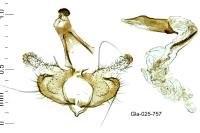 Coleophora mayrella