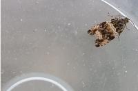 Celypha cespitana