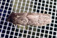Blastobasis