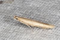 Batrachedra parvulipunctella