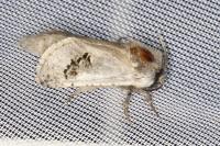Parahypopta caestrum
