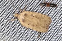 Agonopterix yeatiana