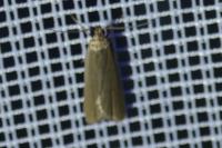 Acompsia cinerella