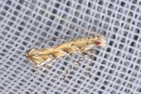 Acrocercops cocciferellum