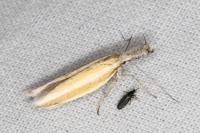Pleurota aristella
