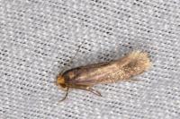 Cephimallota crassiflavella