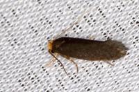 Cephimallota crassiflavella