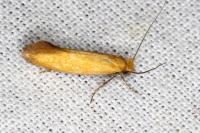 Myrmecozela ochraceella