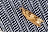 Crocidosema plebejana